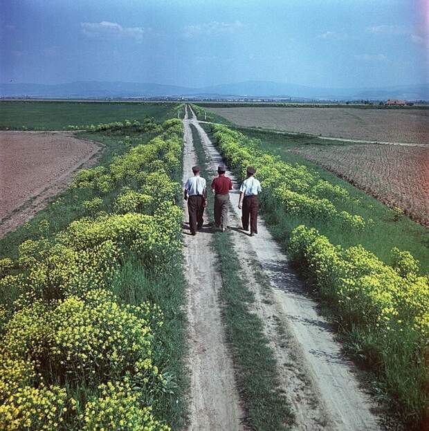 Совхозные поля в Мукачевском районе, Украина, 1959 год