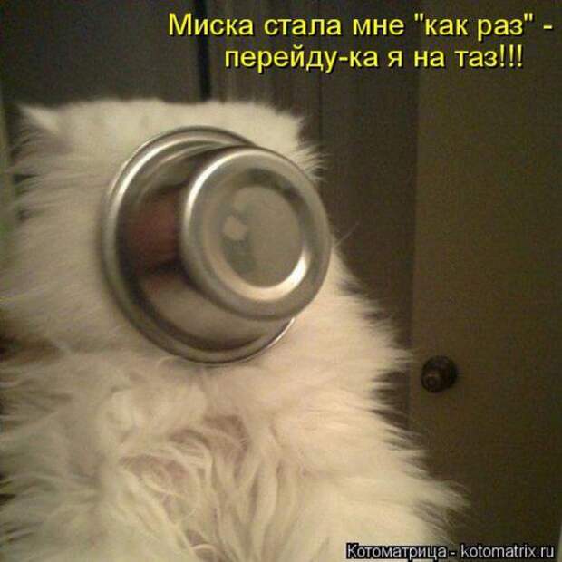 Котоматрицы(картинки с надписями)