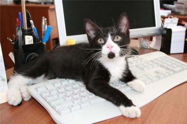 Любовь кошек к клавиатурам