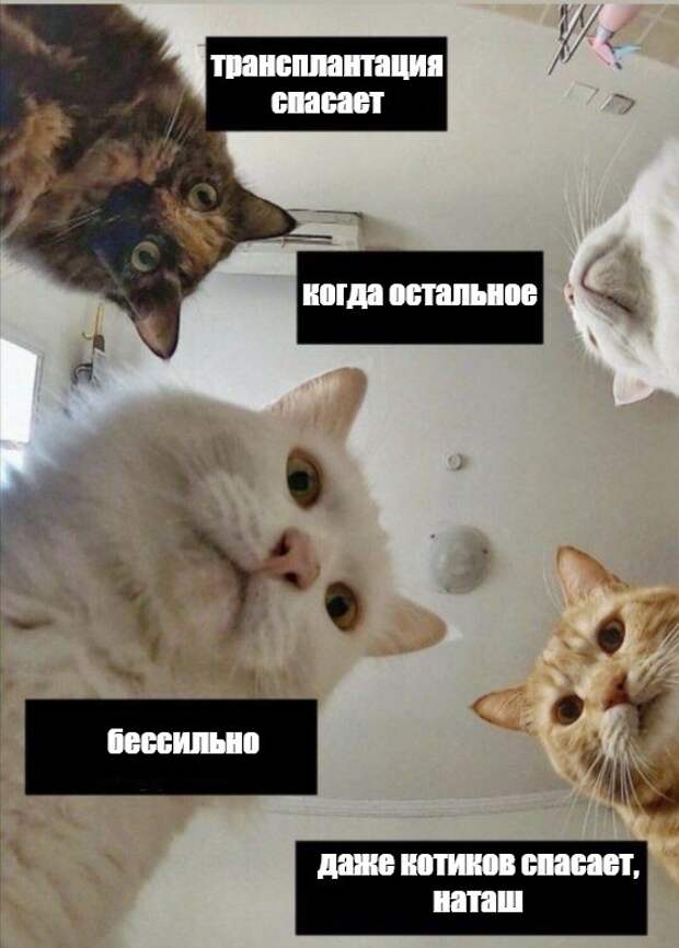 Котики правят миром: бизнесмен отдал 800 тысяч рублей за трансплантацию почки своей питомице