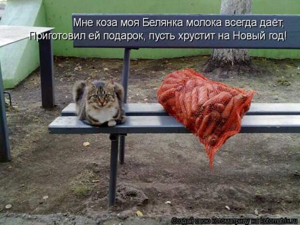 Лучшие котоматрицы недели (50 фото) Лучшие котоматрицы недели (50 фото)