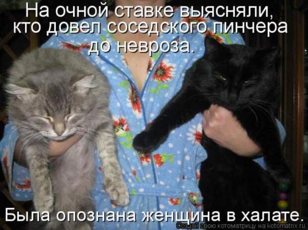 Котоматрицы(картинки с надписями)