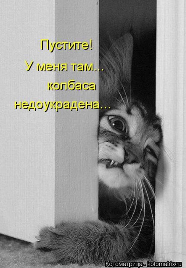 Котоматрицы(картинки с надписями)