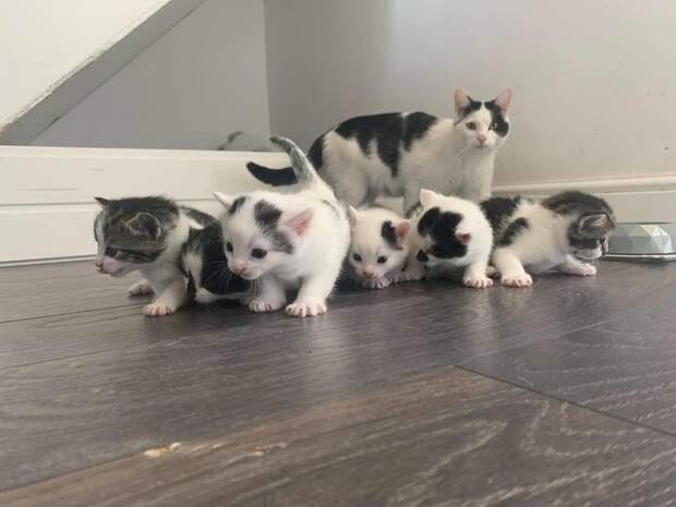 Животные, которые не скрывают, что они дьявольски умны