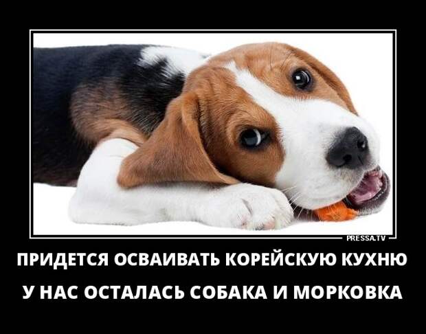 Новые смешные и забавные демотиваторы (46 фото) Новые смешные и забавные демотиваторы (46 фото)