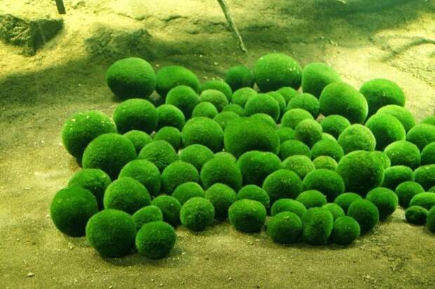 Мосс-шары – уникальные шаровые водоросли