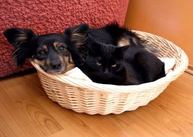 40 котов и собак, которые стали лучшими друзьями