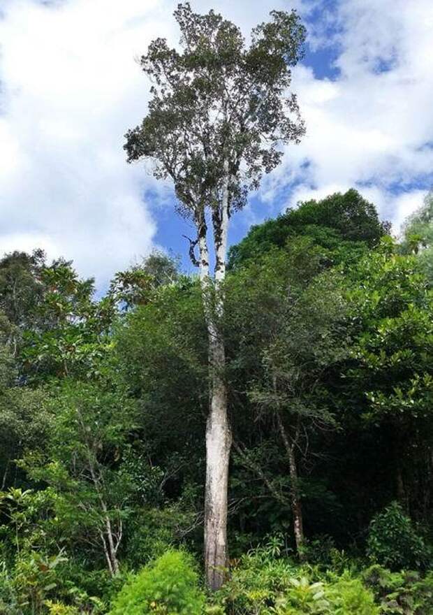 Поразительное дерево, источающее металл