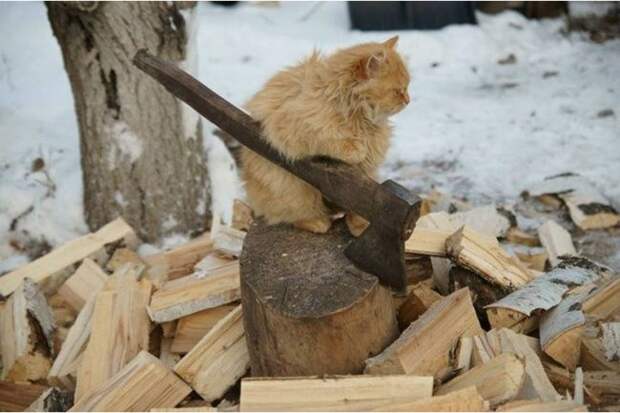 Неотразимые котэ