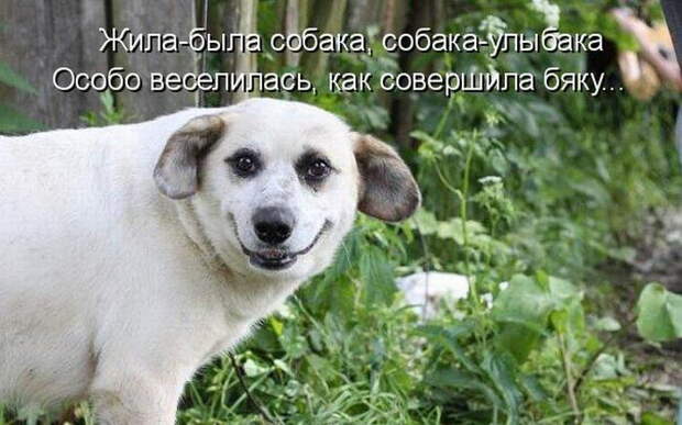 Котоматрицы (50 штук) Котоматрицы (50 штук)
