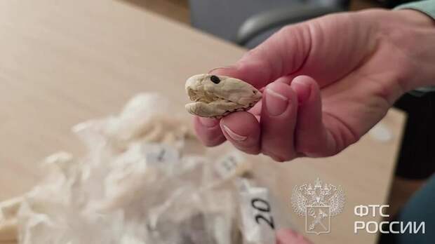 Змеиную голову и бивень мамонта обнаружили у иностранца в Пулково