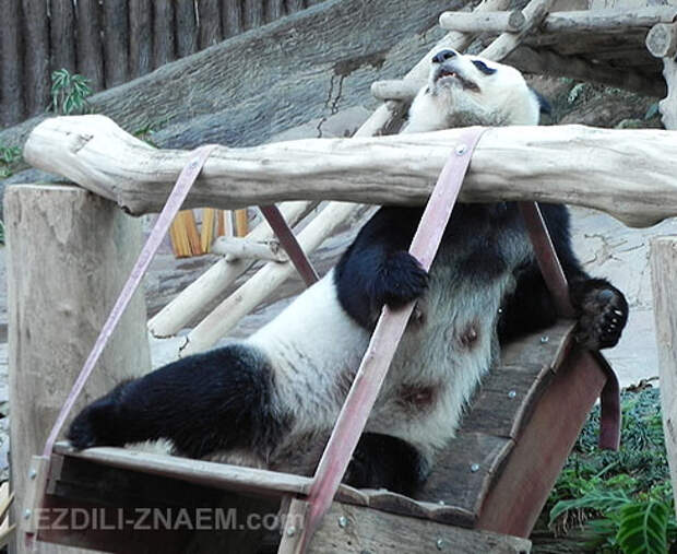 Зоопарк Чангмая: Панда выпрашивает бамбук