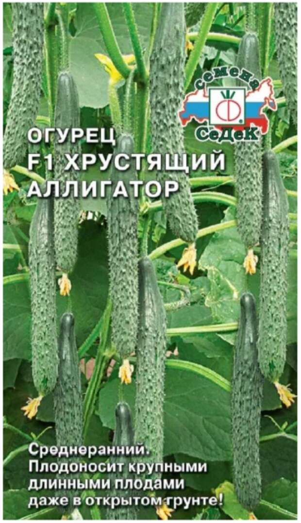 По улицам ходили большие крокодилы,а наши аллигаторы гибриды-огурцы .
