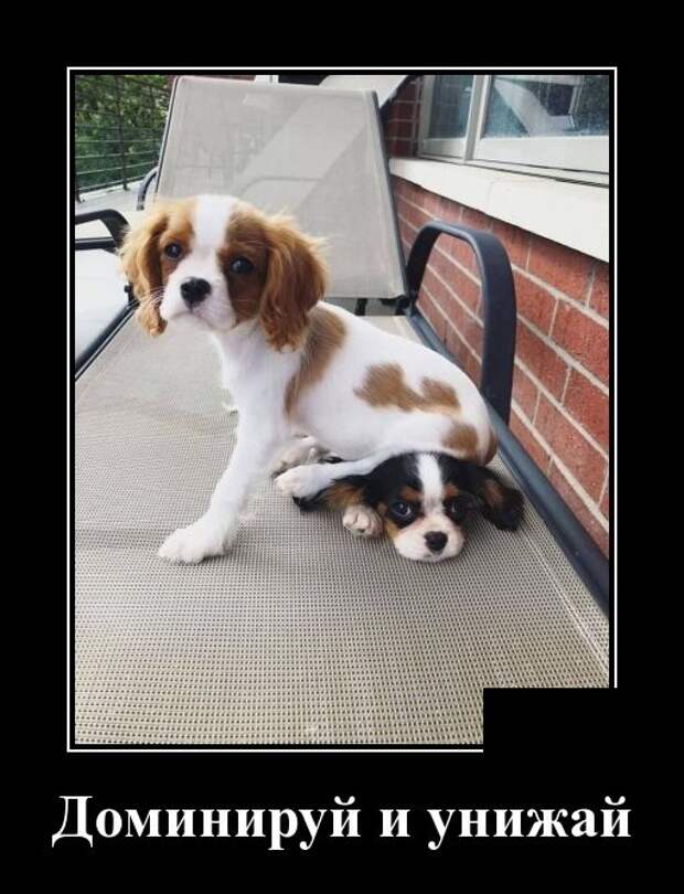 унижай и властвуй мем. импровизируй властвуй унижай. доминируй властвуй унижай картинки. доминируй влавствуц у нижай. доминируй унижай зенит.