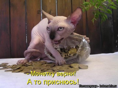 Лучшая котоматрица за неделю (32 фото)