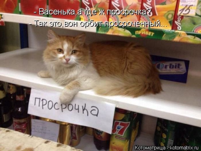 Котоматрицы великолепные, каждая с кусочком позитива и хорошего настроения!!!