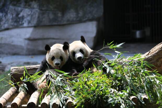 _китай_краснаякнига-1024x683 Гигантские панды больше не находятся под угрозой исчезновения, заявляют в Китае