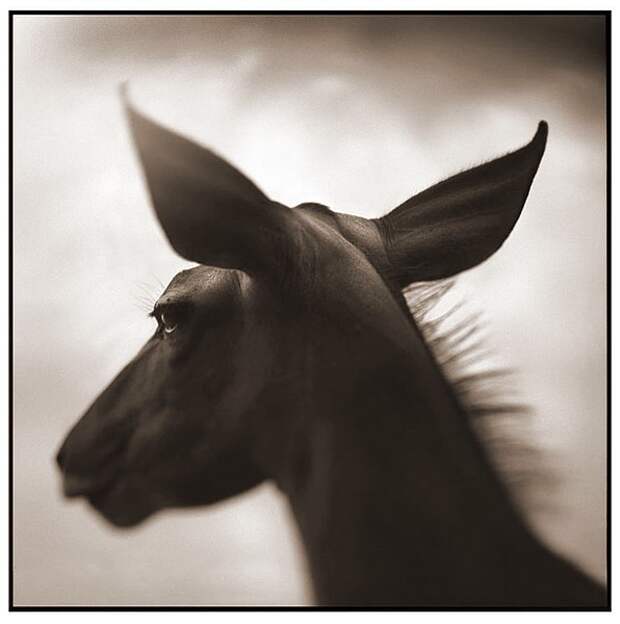 фотографии африки. Nick Brandt