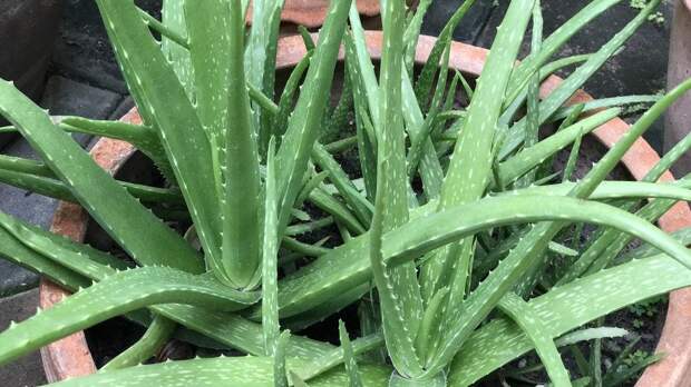 Чайные пакетики, йогурт и другие доступные средства, которые помогут забыть о солнечных ожогах