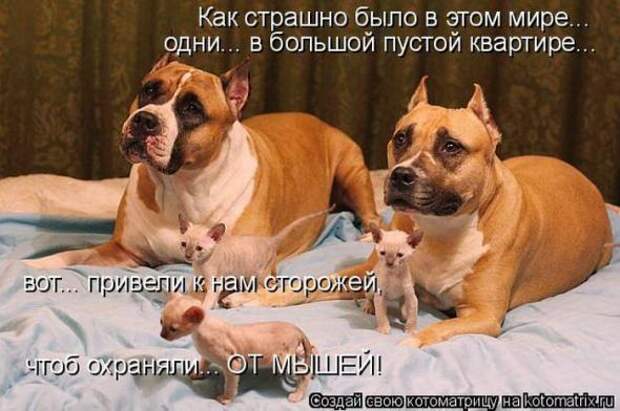 Котоматрицы(картинки с надписями)