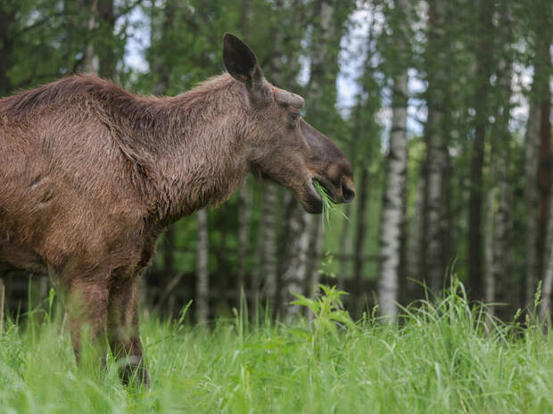 На Кутузовском шоссе под Зеленоградом водитель «Опеля» насмерть сбил лося