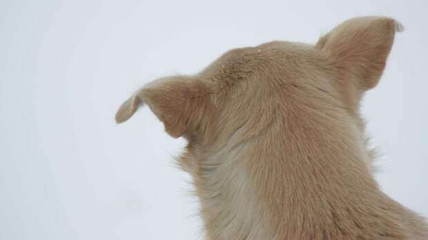 В Барнауле школьники спасли щенка, примерзшего ко льду