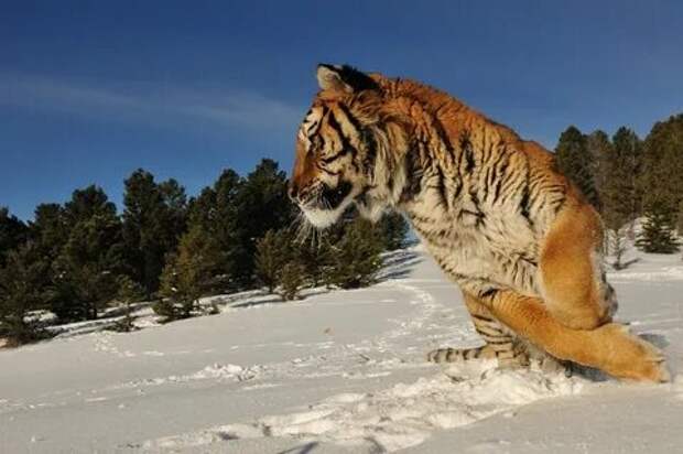 Чем питается уссурийский тигр. amurskii tigr22. 