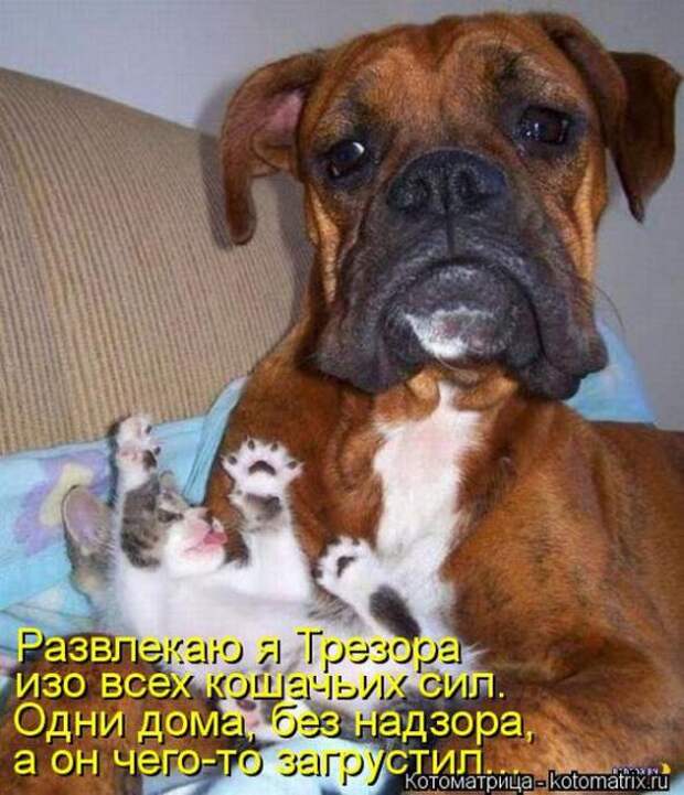 Котоматрицы(картинки с надписями)