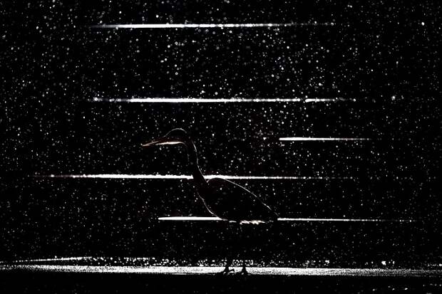 2-е место в категории «Мастерская природы» занял фотограф Ян Лесманн (Jan Lesmann) из Германии за снимок притаившейся серой цапли во время ночного дождя.