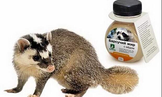 Применение и противопоказания барсучьего жира Barsuchij-zhir-lechebnye-svojstva-i-protivopokazanija