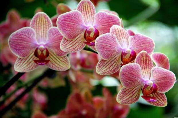 http://www.myjane.ru/pics/08062013/orchids2.jpg