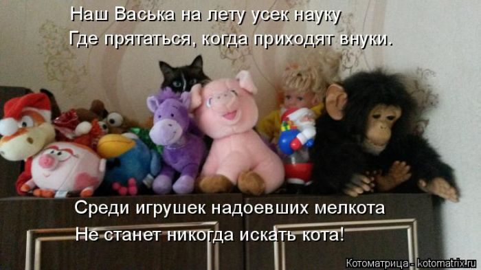 Лучшие котоматрицы недели