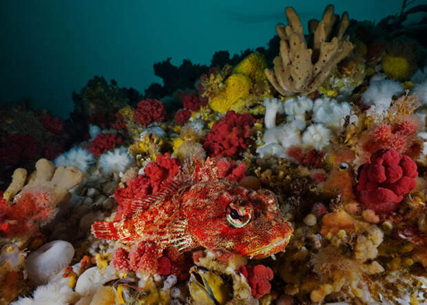 На глубине холодного моря