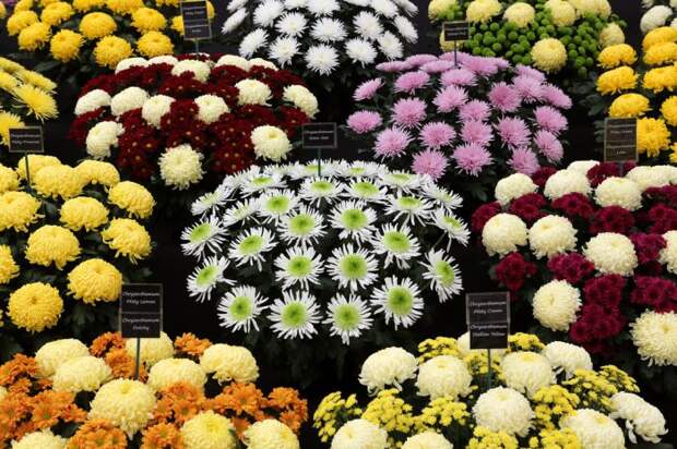 Выставка цветов «Chelsea Flower Show 2014»
