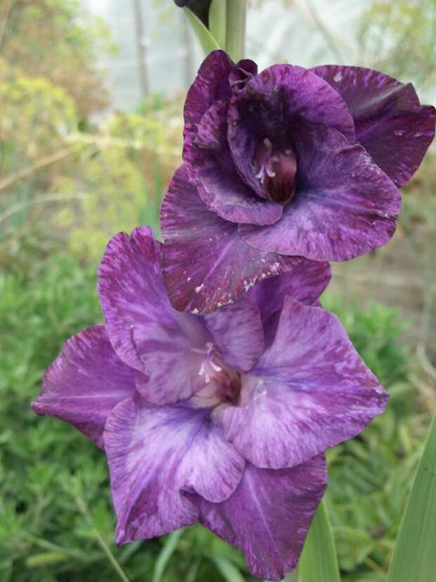 Гладиолус - цветок гладиаторов