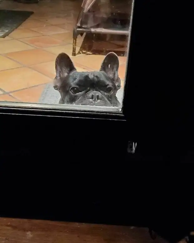 Любопытные носы, которые всегда должны быть в курсе дел хозяина