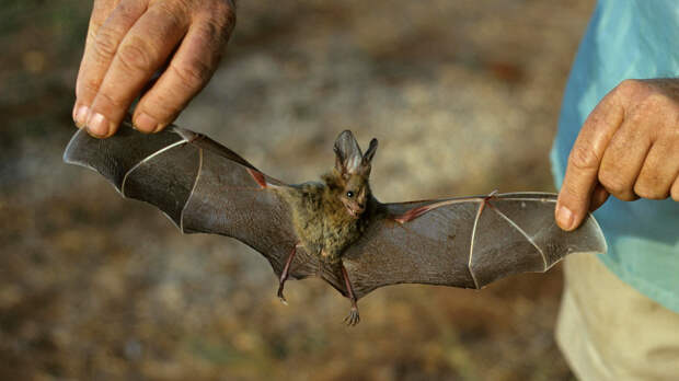 Учёные нашли вирус, который может стать причиной следующей пандемии