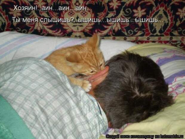 Котоматрицы (картинки с надписями)
