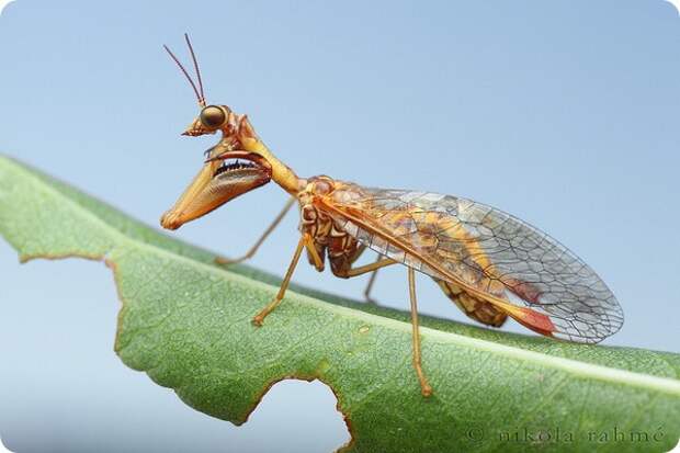 Мантиспы (лат. Mantispidae)