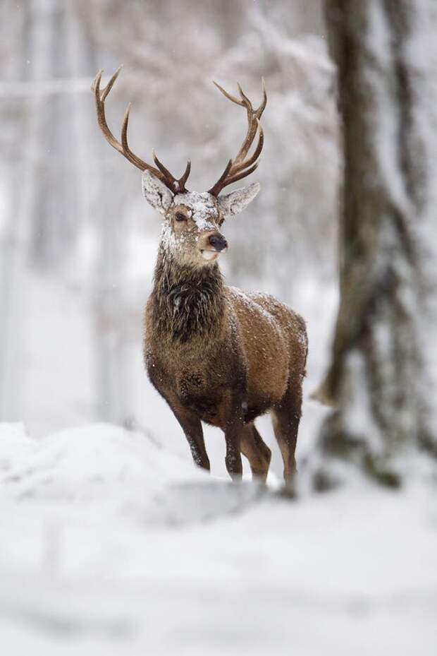 19. животные, мир, олень, природа, фотограф, фотография, шотландия