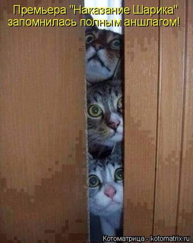 Котоматрицы(картинки с надписями)