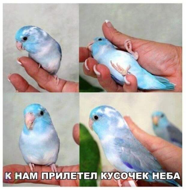 Прикольные фотомемы на Бугаге (32 шт)