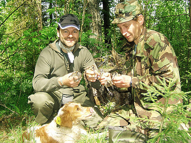 Специально обученные для поиска птенцов собаки оказывают исключительную помощь в изучении жизни лесного кулика.