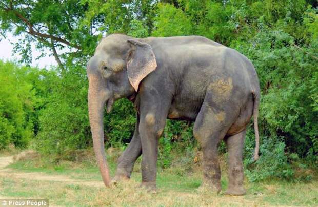Слон заплакал после освобождения от державших его 50 лет цепей слон, индия, освобождение