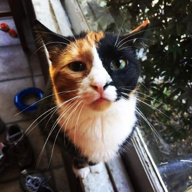 Уникумы! животные, забавно, коты, кошки, неожиданно, окрас, окрас кошек, фото