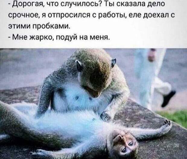 Самые смешные свежие картинки с надписями (четверг)
