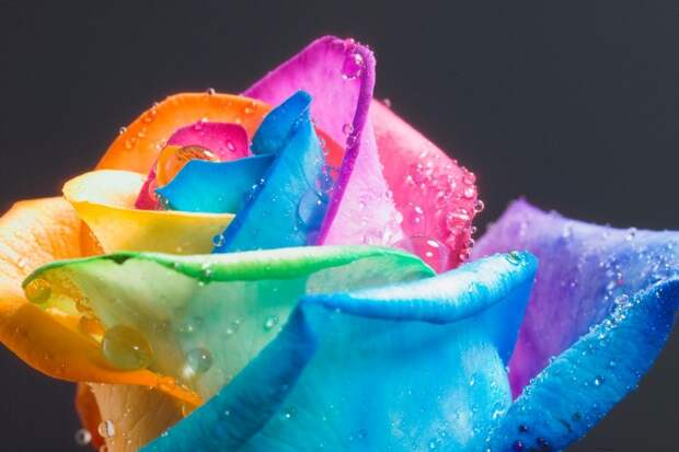 FAMOUS_perfect_Rainbow_Rose_by_HappyRoses