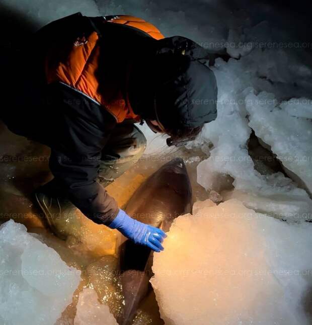 Дельфины-азовки погибли в ледяном плену Азовского моря