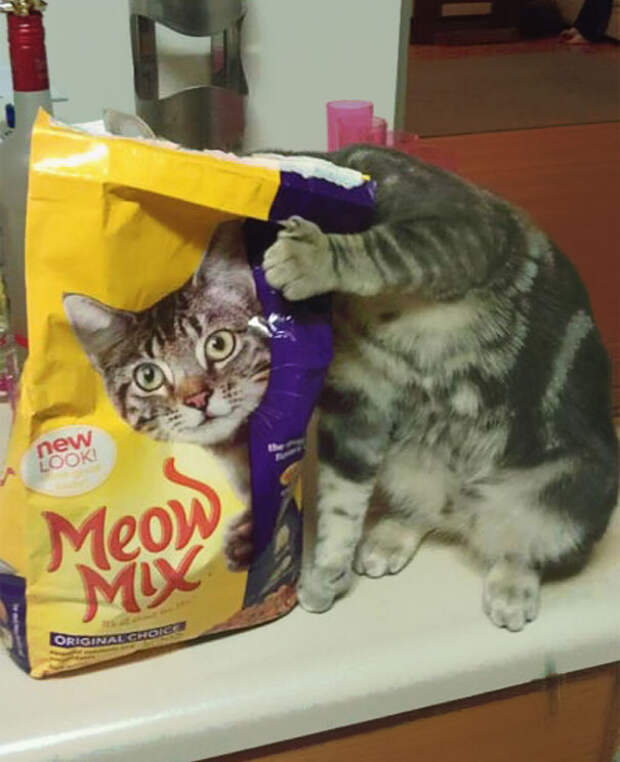 кошки снятые в самый подходящий момент