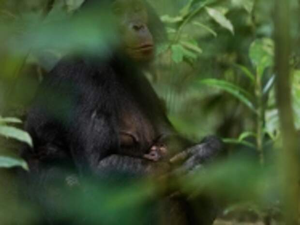 Спокойная и заботливая Зои ласкает Зизу после кормежки. Самцы бонобо, в отличие от шимпанзе, не создают однополых коалиций для захвата власти – от рождения до зрелости лучшим другом молодого бонобо остается его мама.